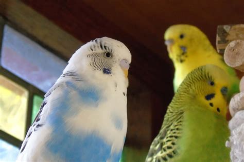 Budgerigar colors and their variety (Photo album) | ThePerruches.com