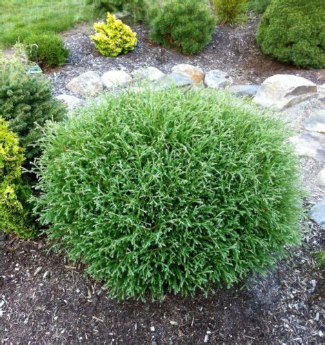 Arborvitae Globe Mr. Bowling Ball #2 X | 615 Nursery and Garden Center