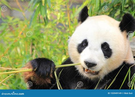 Black and White Giant Panda Bear Eating Bamboo Stock Image - Image of eating, bamboo: 155949149