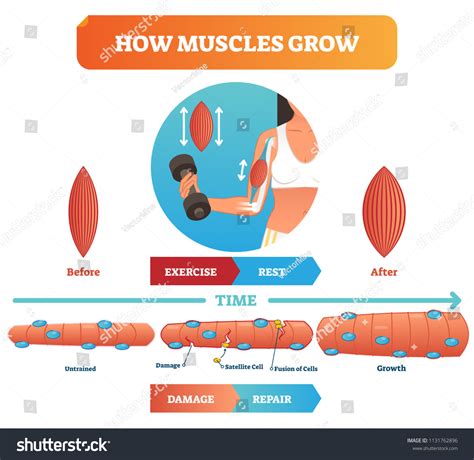 12,579 Muscle Development Images, Stock Photos & Vectors | Shutterstock