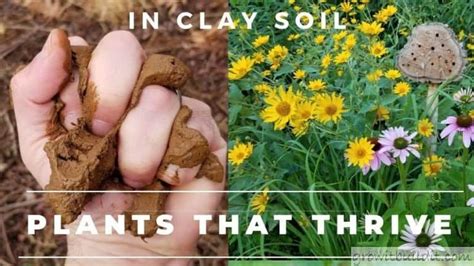 25 Best Plants to grow in Clay Soil – GrowIt BuildIT | Clay soil, Clay soil plants, Soil