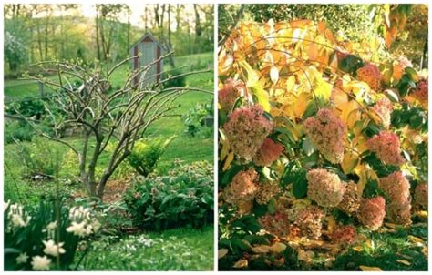 q&a: pruning hydrangea, late planting, and more - A Way To Garden