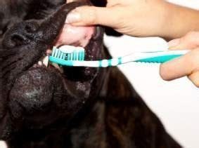 Boxer Dog Teeth and Dental Care