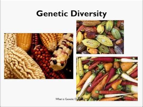 BIOL3468 Conservation Genetics 2 What is Genetic Diversity - YouTube