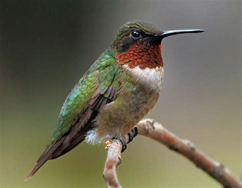 Can Hummingbirds Walk? - Birdwatching Buzz