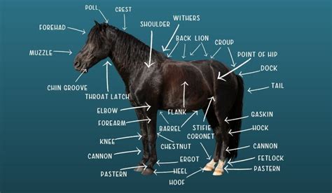 Equine Anatomy - Naming the Parts of a Horse - Helpful Horse Hints