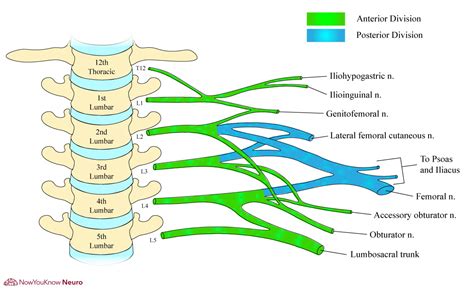 Neurolymphomatosis Of The Lumbosacral Plexus And Its | sexiezpix Web Porn