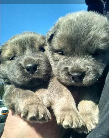 Star blue eyed Chusky Puppies for Sale in Suffolk, Virginia Classified | AmericanListed.com