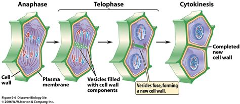 Plant Cells Cell Hub | My XXX Hot Girl