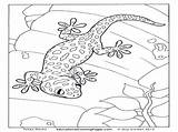 Leopard Gecko Coloring Sheets Pages sketch template
