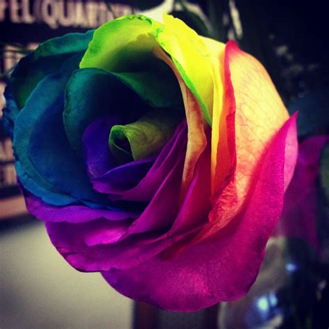 Rainbow Flower | Rainbow flowers, Flowers, Photography