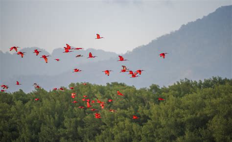 Scarlet Ibis | Sean Crane Photography