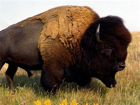 American "Buffalo" are Not Actually Buffalo