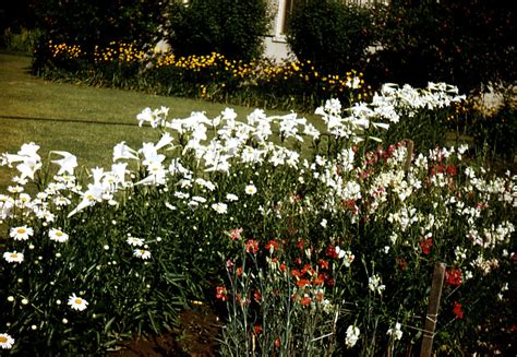 Public Domain Picture | This historic image depicted a beautiful garden ...