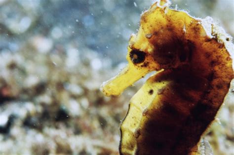 A Guide to the Different Types of Seahorses in the Ocean - American Oceans