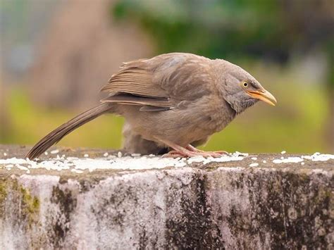 The Myth Debunked: Birds Can Safely Eat Rice – Nature Blog Network