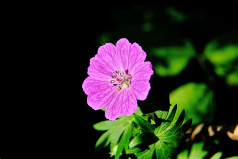 Summer Flower Macro | Flowers| Free Nature Pictures by ForestWander ...