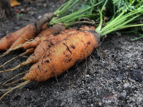 Planting Carrots