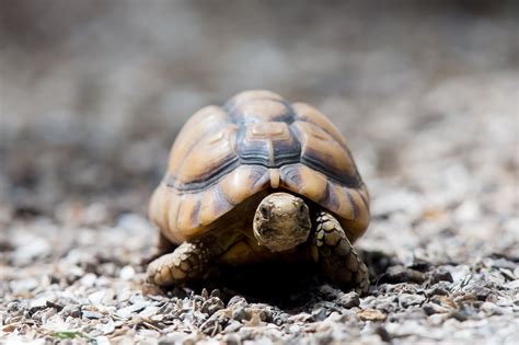 Tiny Egyptian tortoises teach us a big lesson in hope