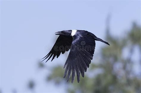 Pied crow Corvus albus stock image. Image of wildlife - 241176677