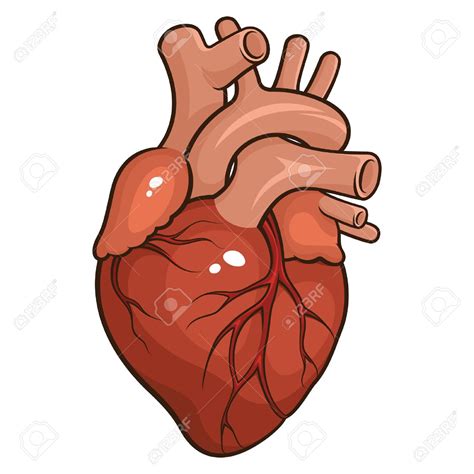 Human Heart Clipart at GetDrawings | Free download