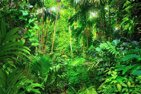 Ecosistema Bosque Tropical Tipos Clima Fauna Flora Y Ejemplos – NBKomputer