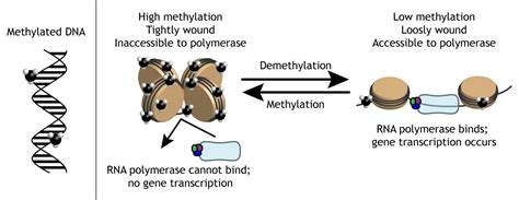 Epigenetics – Foundations of Neuroscience