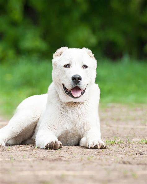 Russian Dog Breeds - The Amazing Pups That Came From Russia