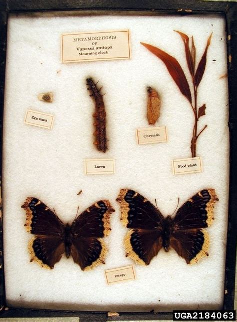 Mourning Cloak Butterfly Life Cycle | mourning cloak butterfly ...