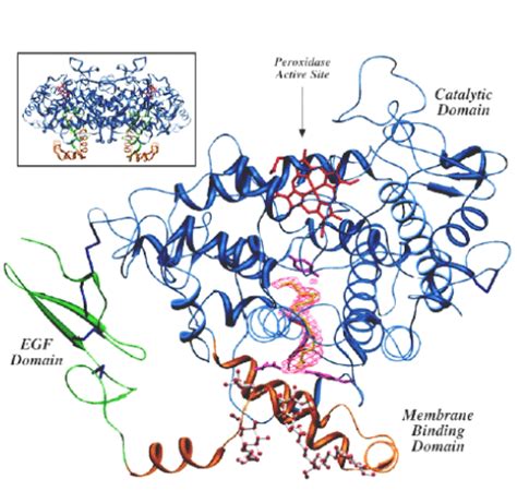 8: 3D Enzyme structure | Download Scientific Diagram