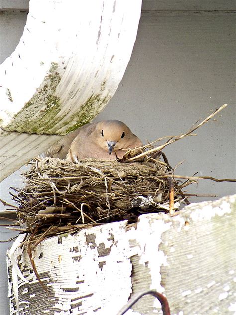 Dove Nesting Photograph by Tiffany Wright - Fine Art America