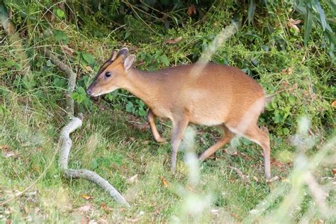 Muntjac Deer- The Barking Deer