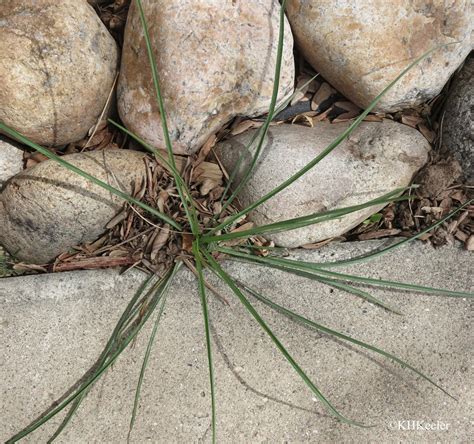 A Wandering Botanist: Plant Story-- Yellow Salsify, Tragopogon dubius ...