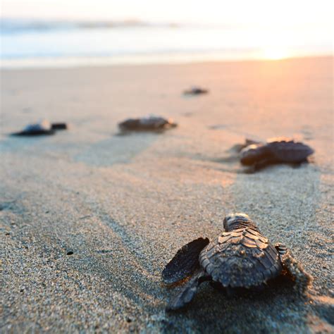 Even the sight of one or two of these cute, defenseless little buddies toddling across the beach ...