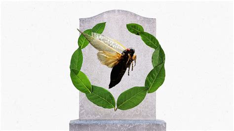 Brood X cicada obituary - The Washington Post