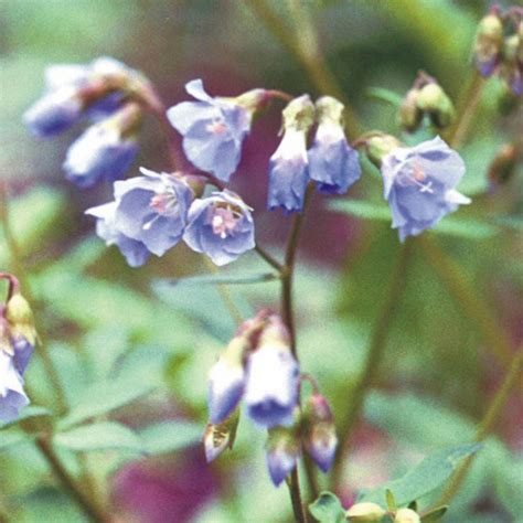 Prairie Future Seed Company. Jacob's Ladder - Plant