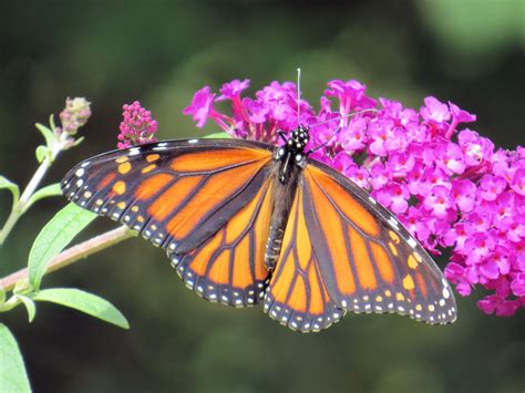 Free stock photo of buddleia, butterfly, butterfly bush