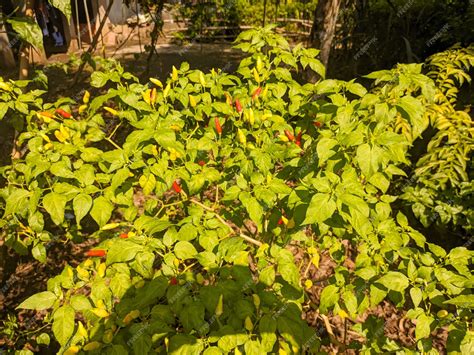 Premium Photo | A capsicum frutescens or cabai rawit ingredients for spicy food