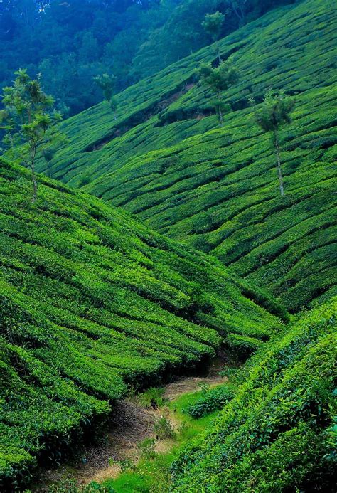 Munnar Wallpapers - Top Free Munnar Backgrounds - WallpaperAccess