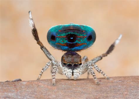 5 new species of colorful spiders discovered in Australia