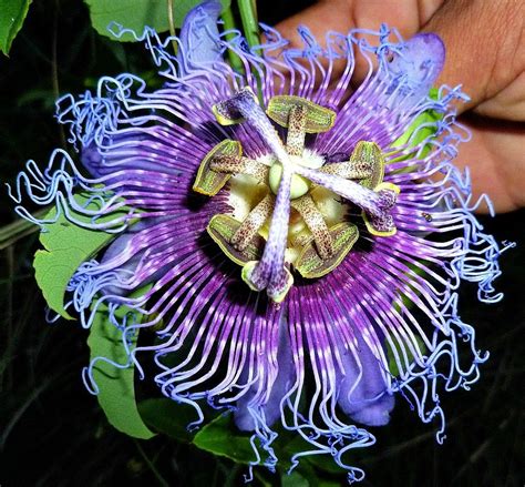 Purple Passion Flower Vine 25 seeds delicious fruit by SmartSeeds