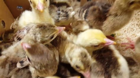 Peafowl chicks Cackle Hatchery - YouTube