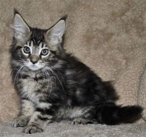 Maine Coon Kittens for Sale & Breeders Near Me | Pets4You