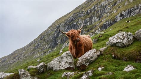 Highland Wildlife Tour - Best of Scotland