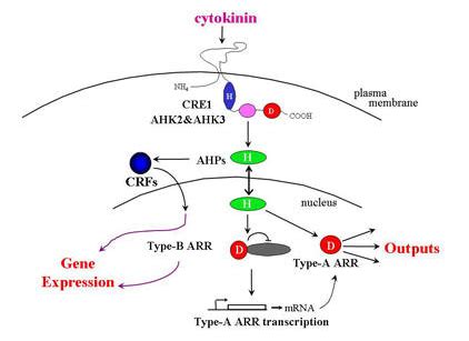 Cytokinin Signaling