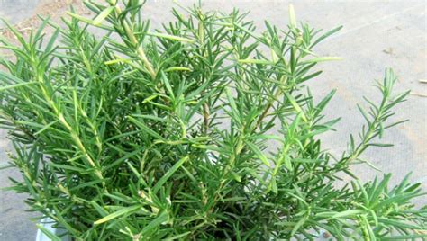 Rosemary Extract: A Natural Antioxidant and Spice