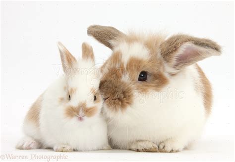 Brown-and-white rabbit and baby bunny photo WP37144