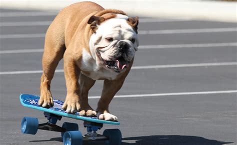 Tillman, YouTube’s Iconic “Skateboarding Dog,” Has Died