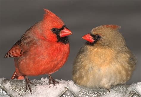 Male Cardinal Bird Flying