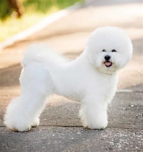 Bichon Frise - Temperament, Lifespan, Shedding, Puppy